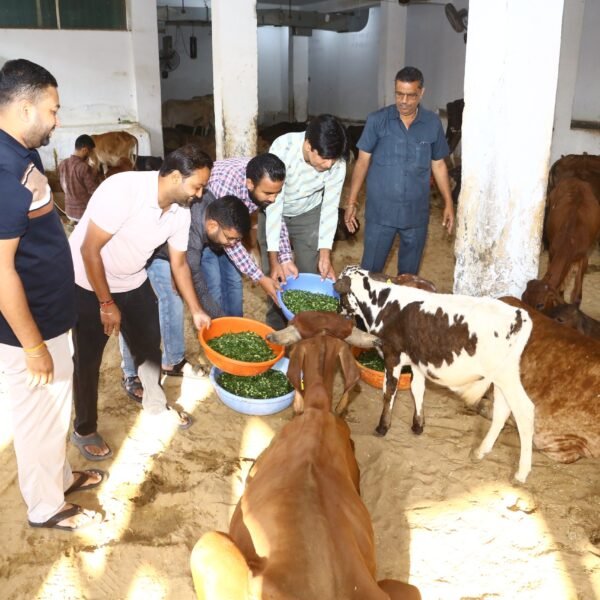 लॉयन्स क्लब हनुमानगढ़ सिटी ने फाटक गौशाला में की गौसेवा